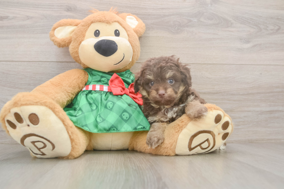 Mini Aussiedoodle Puppy for Adoption
