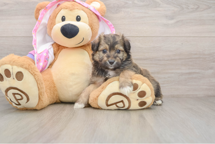 Mini Aussiedoodle Pup Being Cute