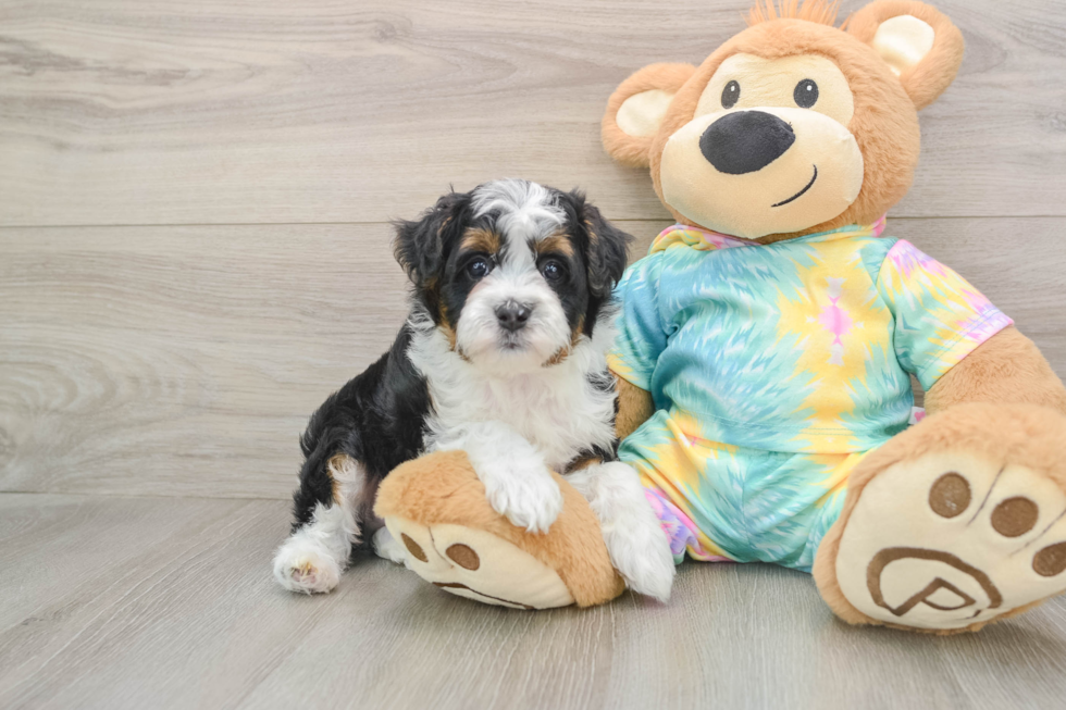 Best Mini Aussiedoodle Baby