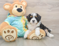 7 week old Mini Aussiedoodle Puppy For Sale - Windy City Pups