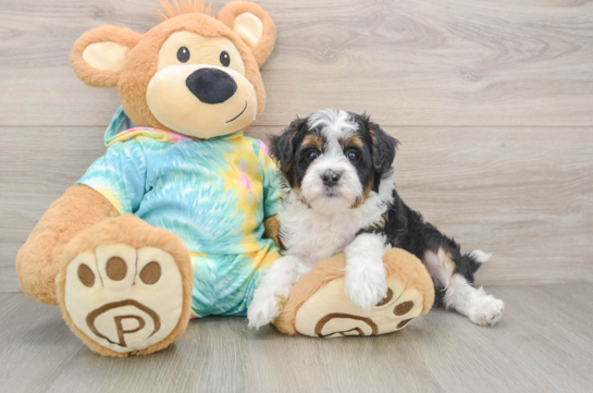 Mini Aussiedoodle Pup Being Cute