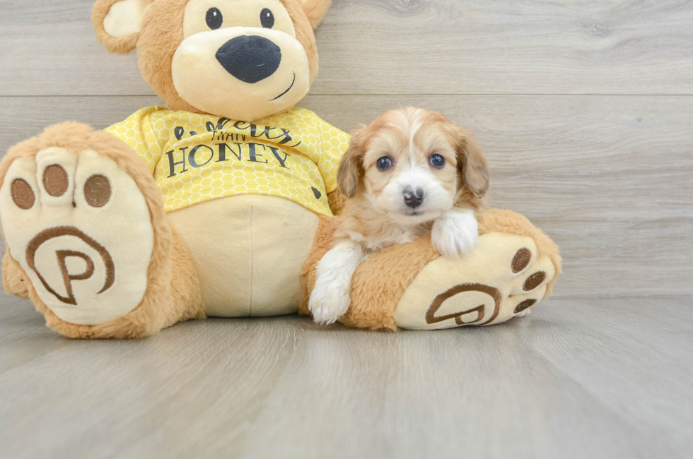 7 week old Mini Aussiedoodle Puppy For Sale - Windy City Pups