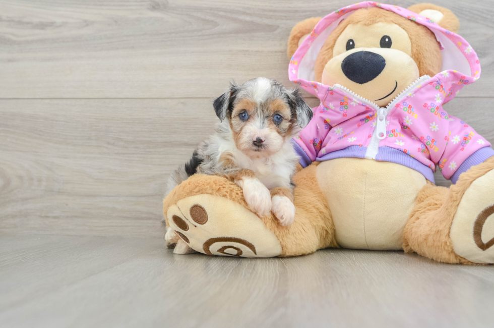 5 week old Mini Aussiedoodle Puppy For Sale - Windy City Pups