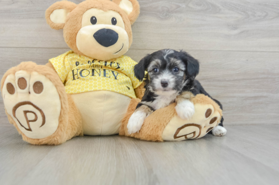 7 week old Mini Aussiedoodle Puppy For Sale - Windy City Pups