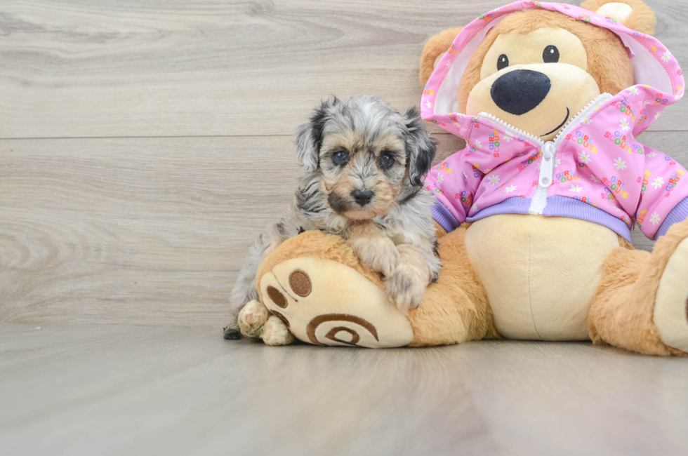5 week old Mini Aussiedoodle Puppy For Sale - Windy City Pups