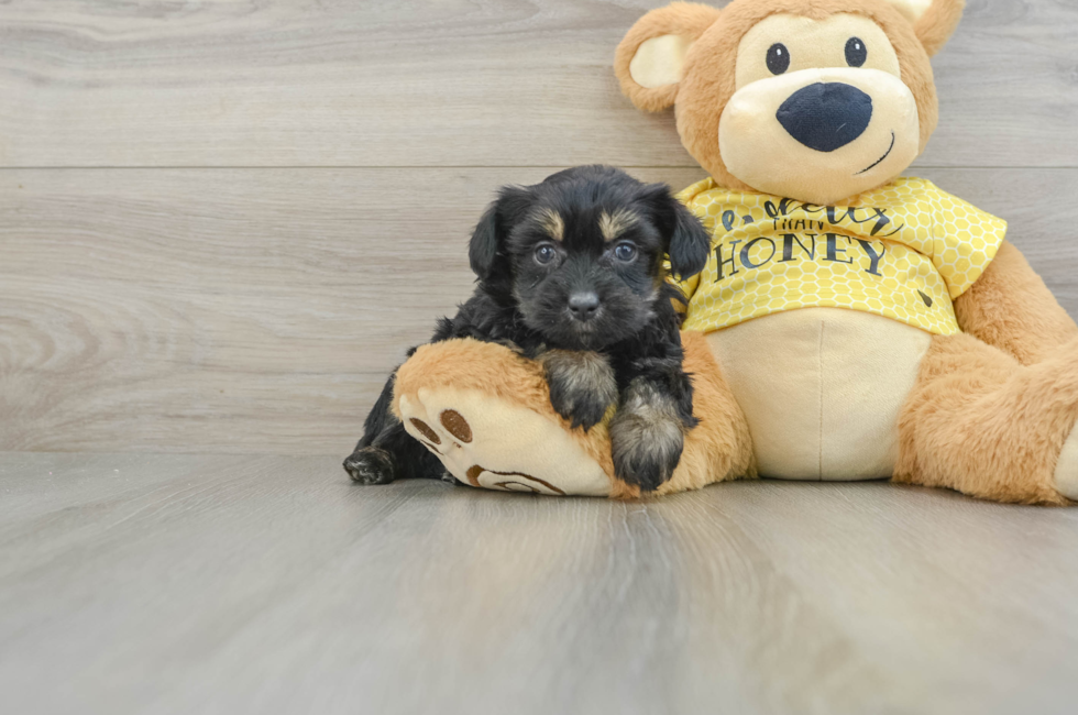 7 week old Mini Aussiedoodle Puppy For Sale - Windy City Pups