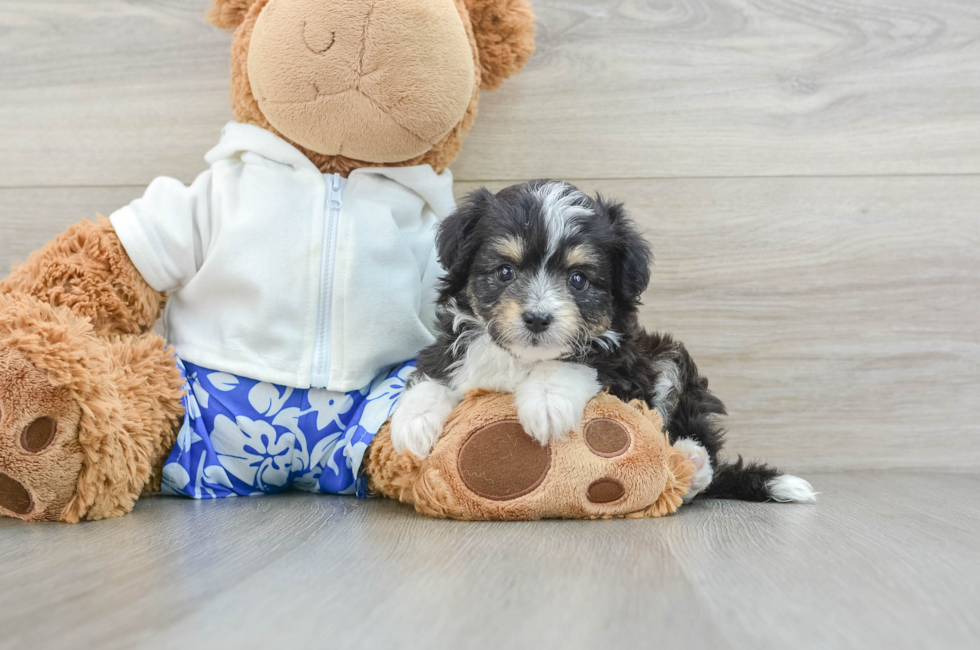 6 week old Mini Aussiedoodle Puppy For Sale - Windy City Pups