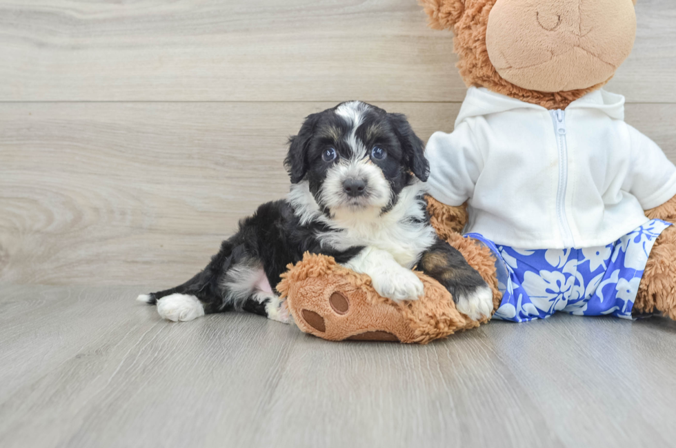 8 week old Mini Aussiedoodle Puppy For Sale - Windy City Pups