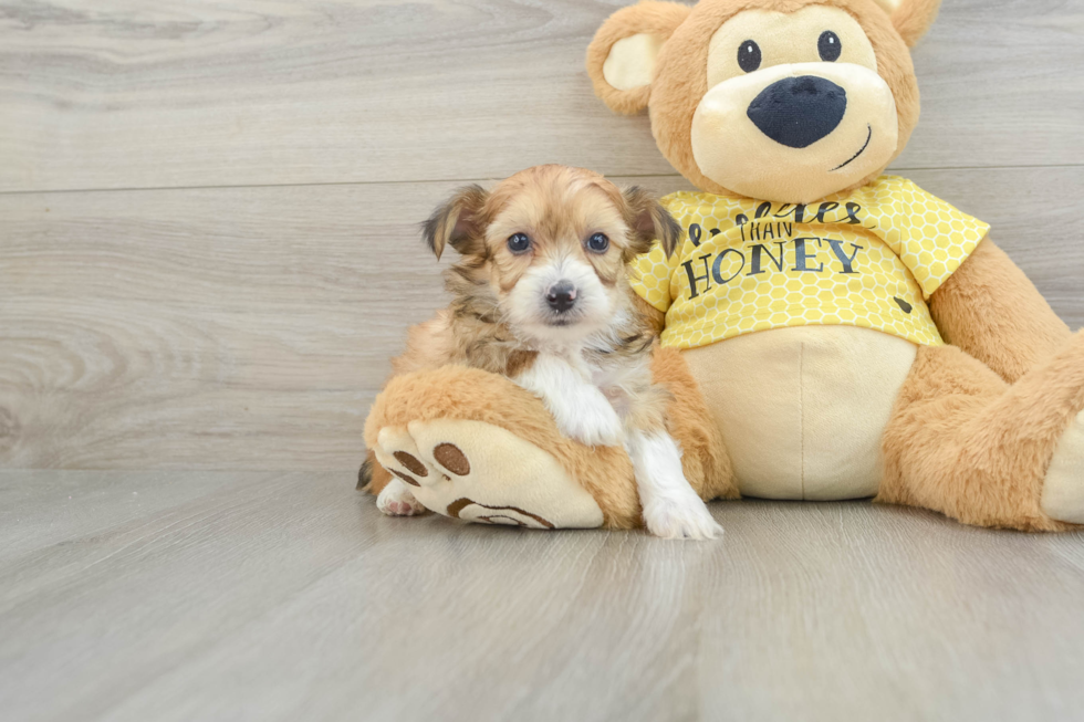 Best Mini Aussiedoodle Baby