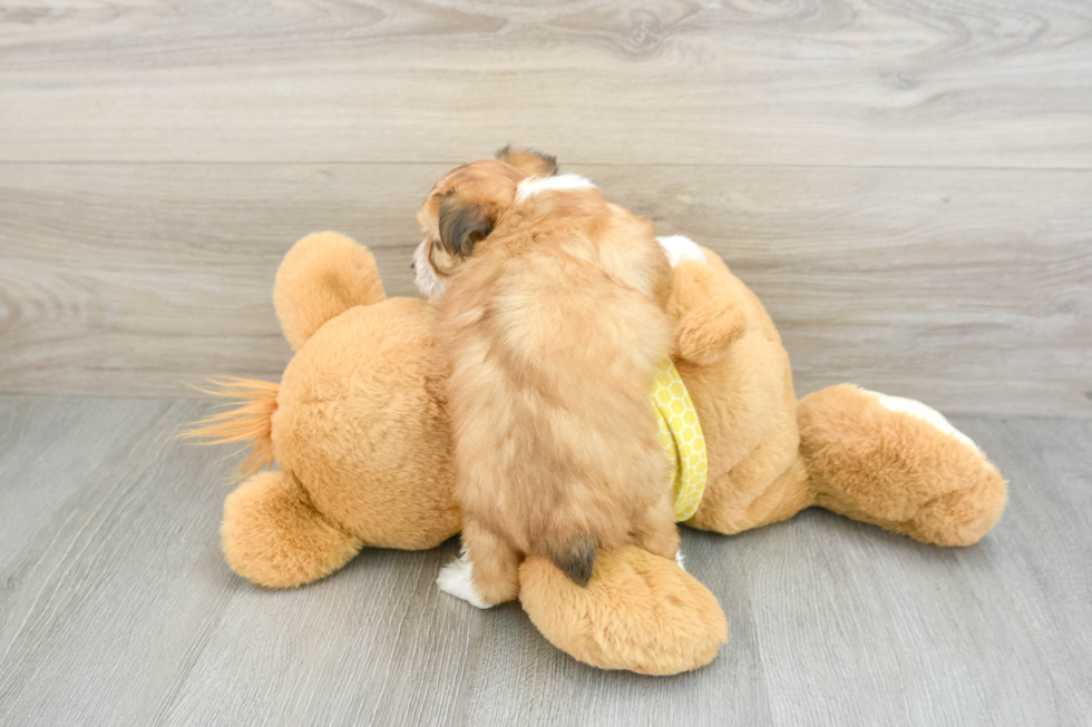 Playful Mini Aussiepoodle Poodle Mix Puppy