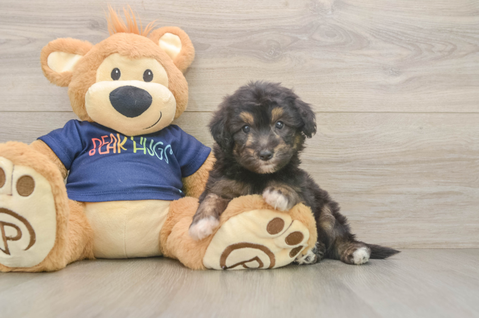 5 week old Mini Aussiedoodle Puppy For Sale - Windy City Pups