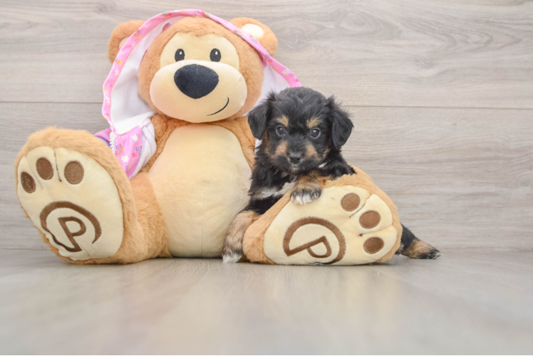 Cute Mini Aussiedoodle Baby