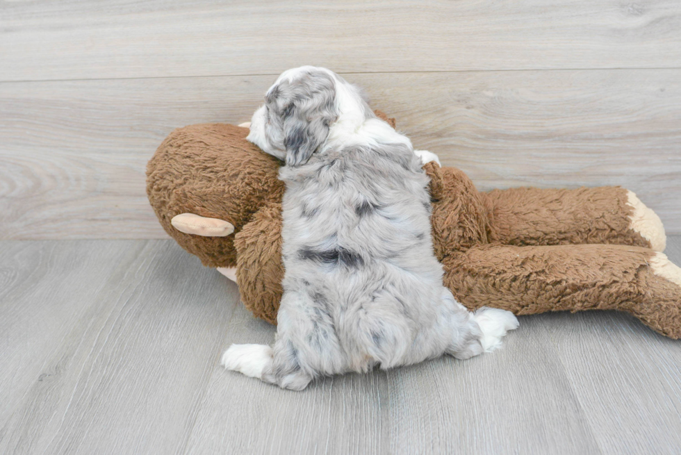 Best Mini Aussiedoodle Baby