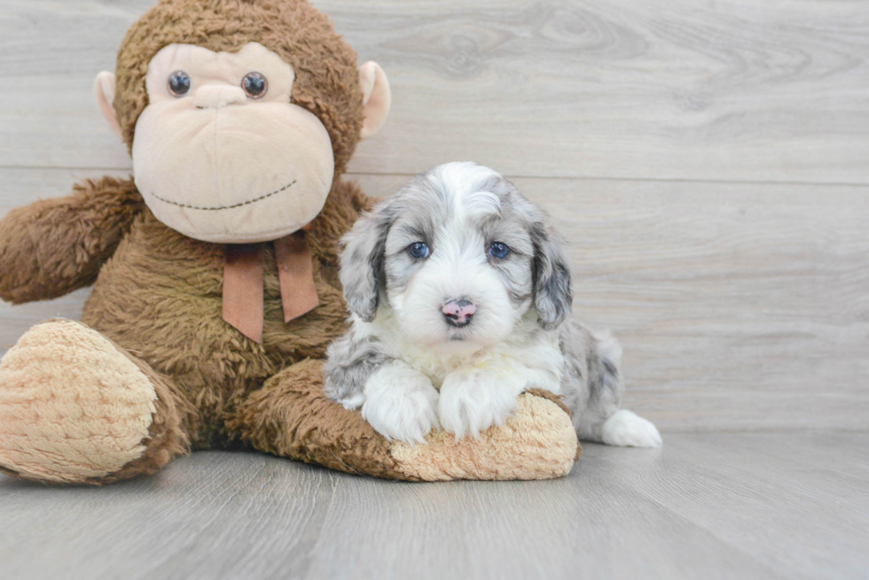 Best Mini Aussiedoodle Baby