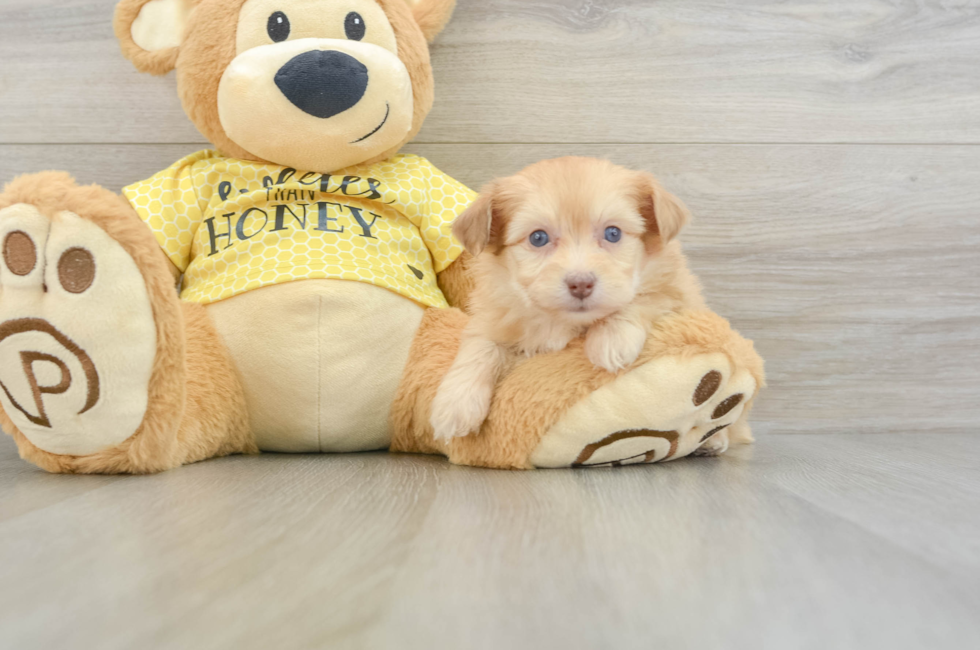 7 week old Mini Aussiedoodle Puppy For Sale - Windy City Pups