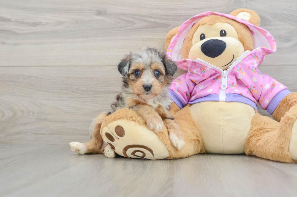 5 week old Mini Aussiedoodle Puppy For Sale - Windy City Pups