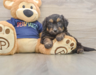 8 week old Mini Aussiedoodle Puppy For Sale - Windy City Pups