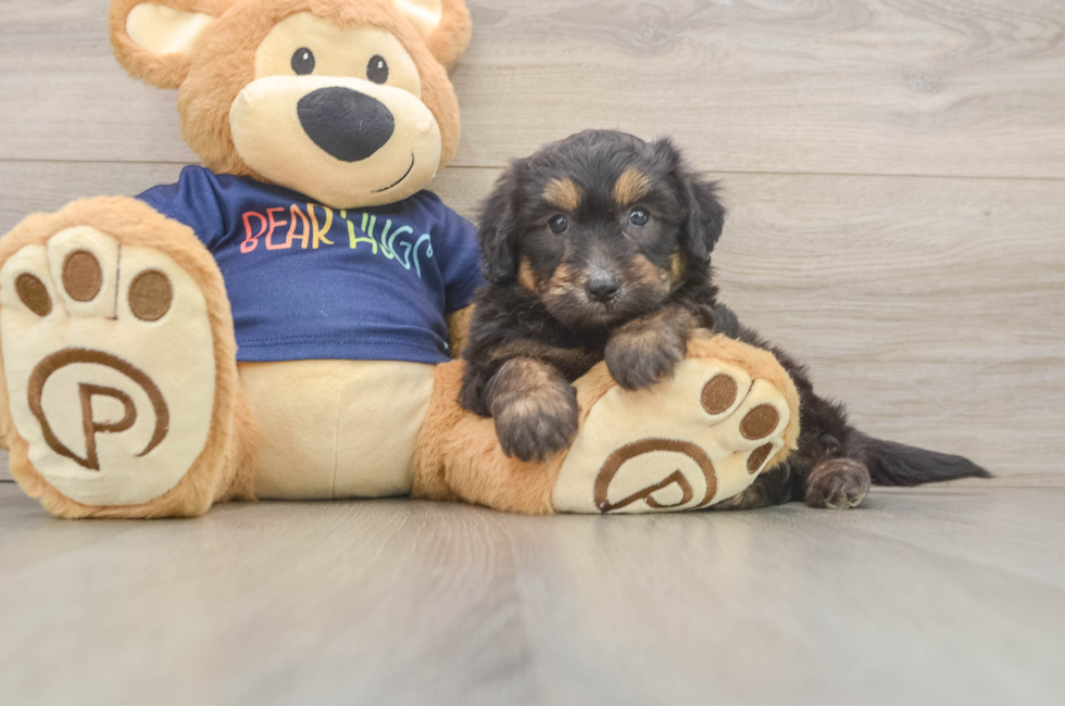 5 week old Mini Aussiedoodle Puppy For Sale - Windy City Pups