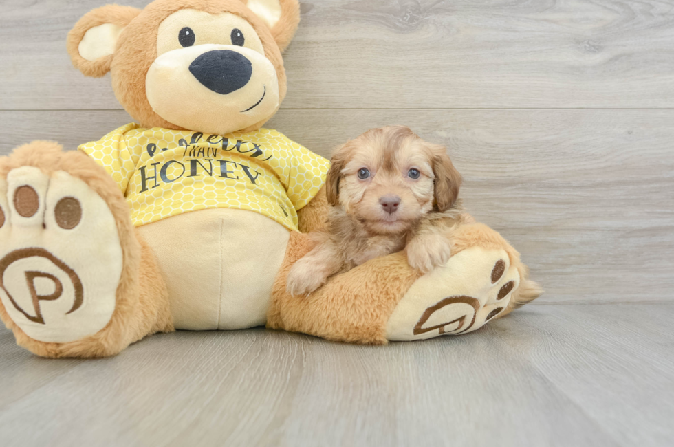 7 week old Mini Aussiedoodle Puppy For Sale - Windy City Pups