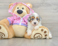8 week old Mini Aussiedoodle Puppy For Sale - Windy City Pups