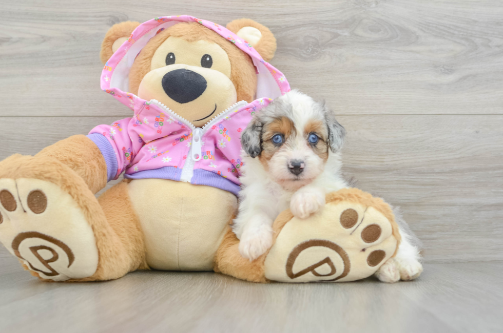 5 week old Mini Aussiedoodle Puppy For Sale - Windy City Pups
