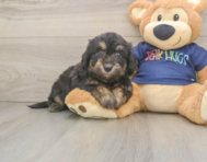 8 week old Mini Aussiedoodle Puppy For Sale - Windy City Pups