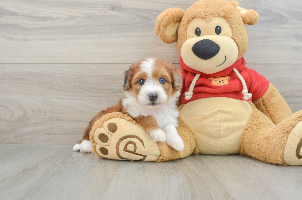 6 week old Mini Aussiedoodle Puppy For Sale - Windy City Pups