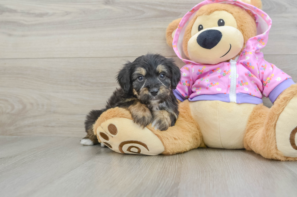 Best Mini Aussiedoodle Baby