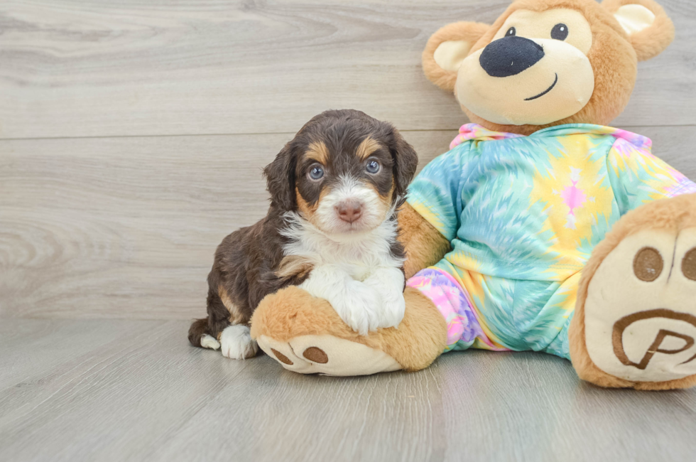 6 week old Mini Aussiedoodle Puppy For Sale - Windy City Pups