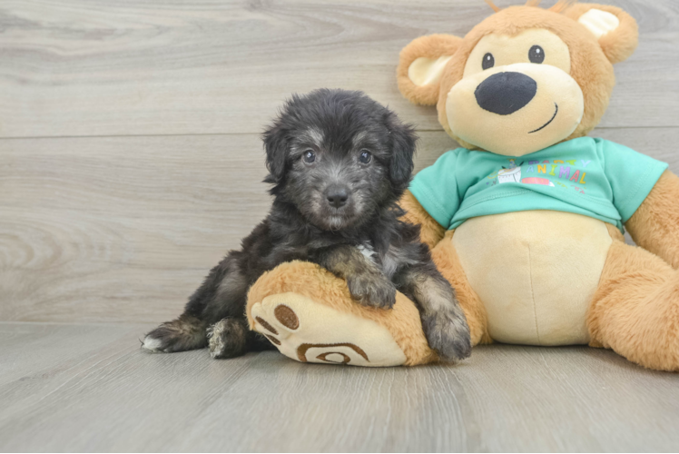 Hypoallergenic Aussiepoo Poodle Mix Puppy