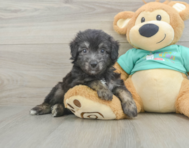 7 week old Mini Aussiedoodle Puppy For Sale - Windy City Pups