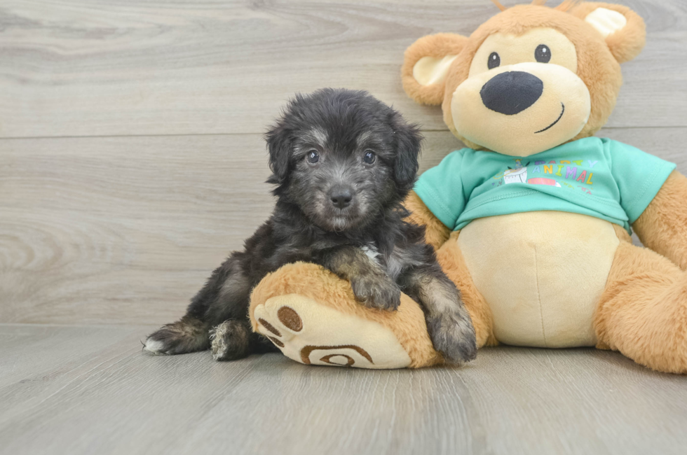 6 week old Mini Aussiedoodle Puppy For Sale - Windy City Pups