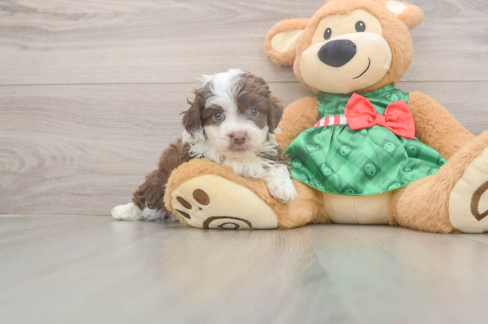 5 week old Mini Aussiedoodle Puppy For Sale - Windy City Pups