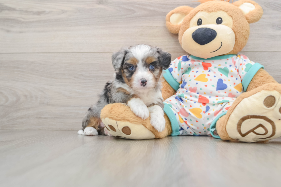 Small Mini Aussiedoodle Baby