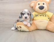 8 week old Mini Aussiedoodle Puppy For Sale - Windy City Pups