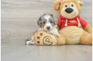 Mini Aussiedoodle Pup Being Cute