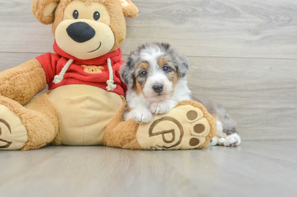 6 week old Mini Aussiedoodle Puppy For Sale - Windy City Pups