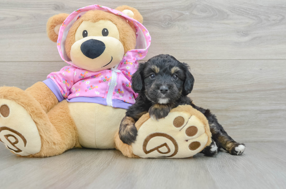 5 week old Mini Aussiedoodle Puppy For Sale - Windy City Pups