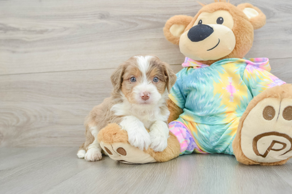 6 week old Mini Aussiedoodle Puppy For Sale - Windy City Pups