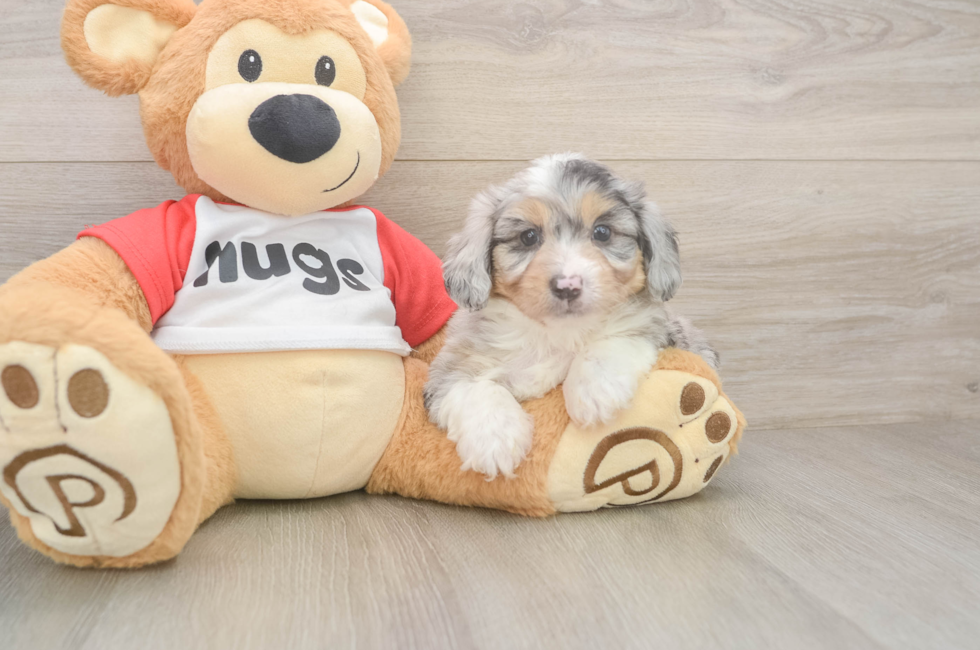 6 week old Mini Aussiedoodle Puppy For Sale - Windy City Pups