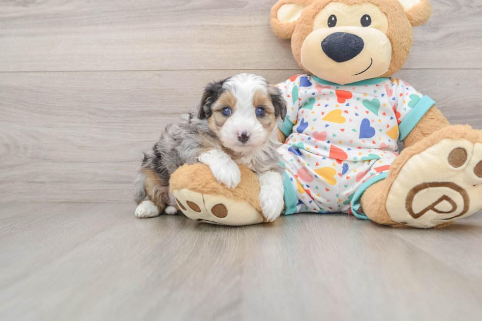 Petite Mini Aussiedoodle Poodle Mix Pup
