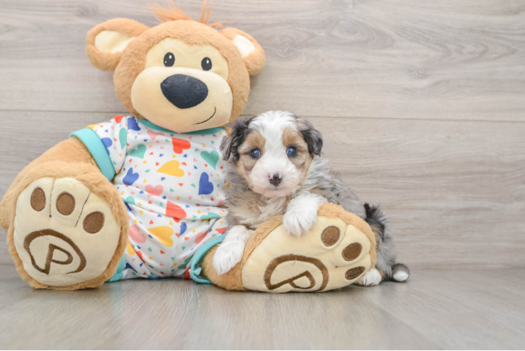 Small Mini Aussiedoodle Baby