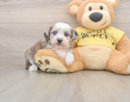 8 week old Mini Aussiedoodle Puppy For Sale - Windy City Pups
