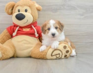 7 week old Mini Aussiedoodle Puppy For Sale - Windy City Pups