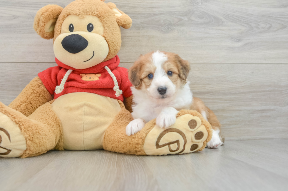 6 week old Mini Aussiedoodle Puppy For Sale - Windy City Pups