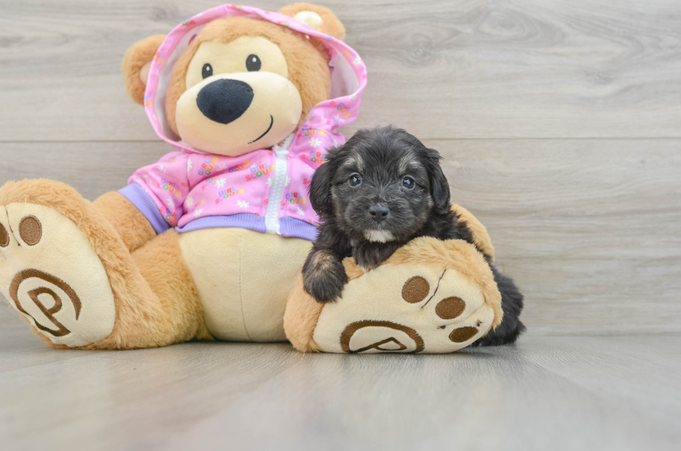 5 week old Mini Aussiedoodle Puppy For Sale - Windy City Pups