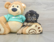 7 week old Mini Aussiedoodle Puppy For Sale - Windy City Pups