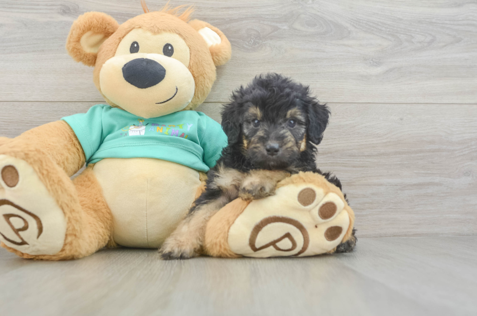 6 week old Mini Aussiedoodle Puppy For Sale - Windy City Pups