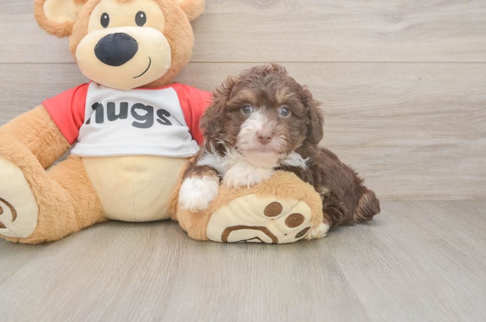 6 week old Mini Aussiedoodle Puppy For Sale - Windy City Pups