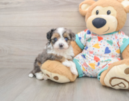 7 week old Mini Aussiedoodle Puppy For Sale - Windy City Pups